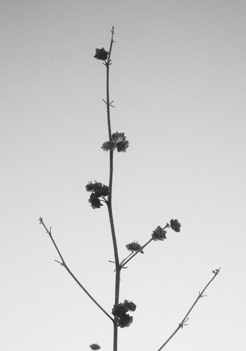 SCHENRY ANIMAL SNEAKERS W